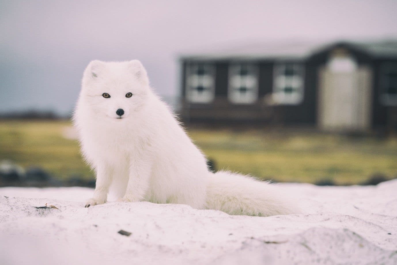 Dangerous Animals in Iceland