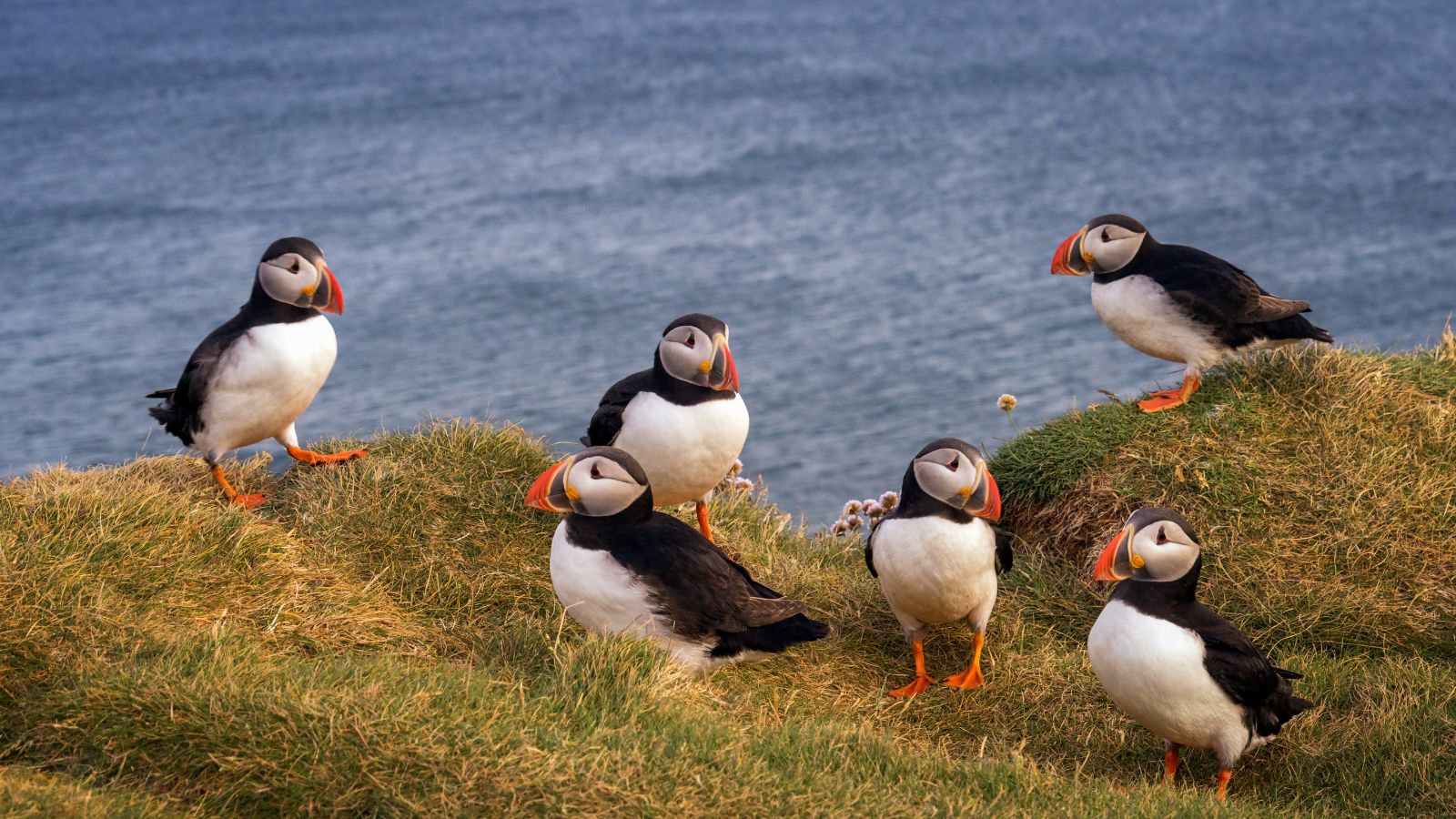 Group of puffins on a cliff in Iceland.