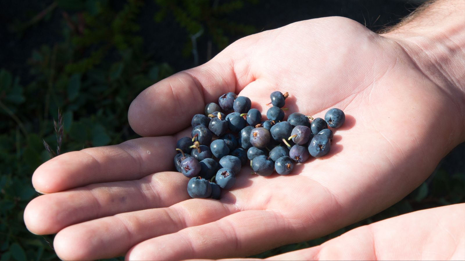 Fresh-picked Icelandic blueberries in someone’s open hand.