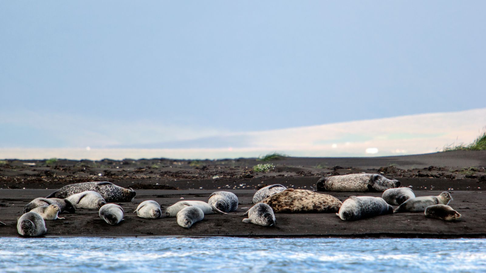 Colony of seals lounging on a black sand beach in Northern Iceland.