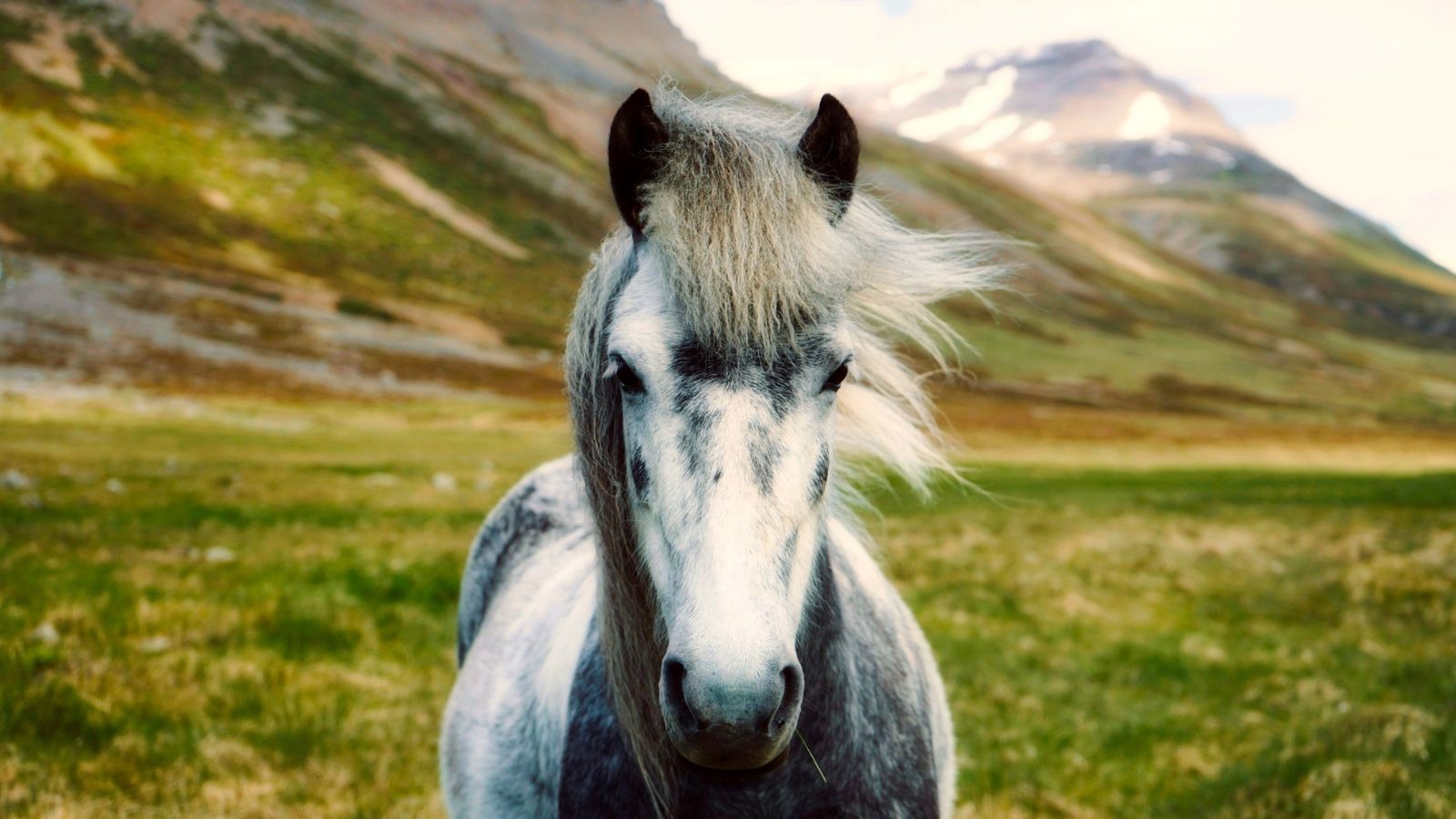 An Icelandic horse standing in a green valley.