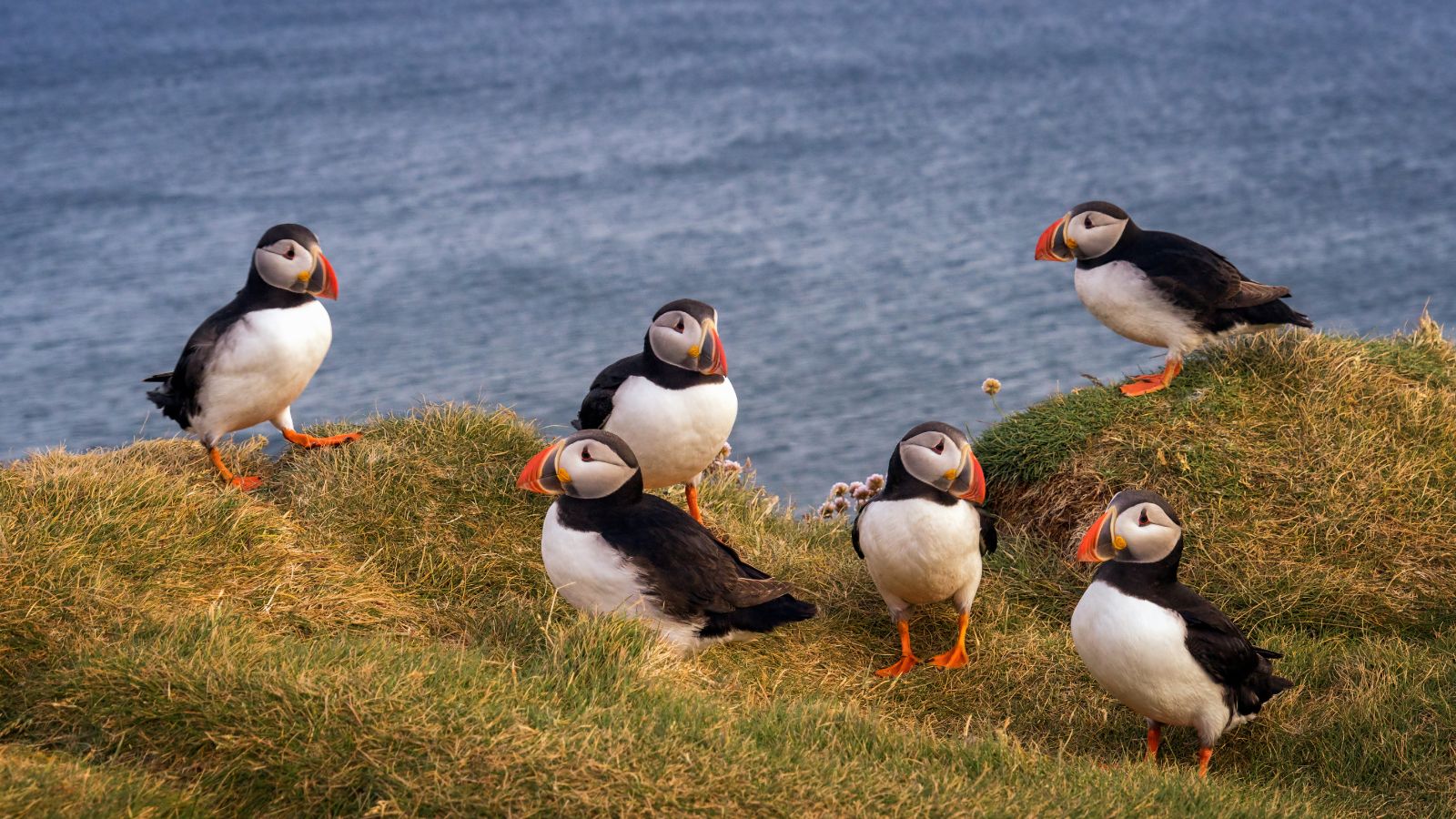 Puffins on a cliff in Iceland. 